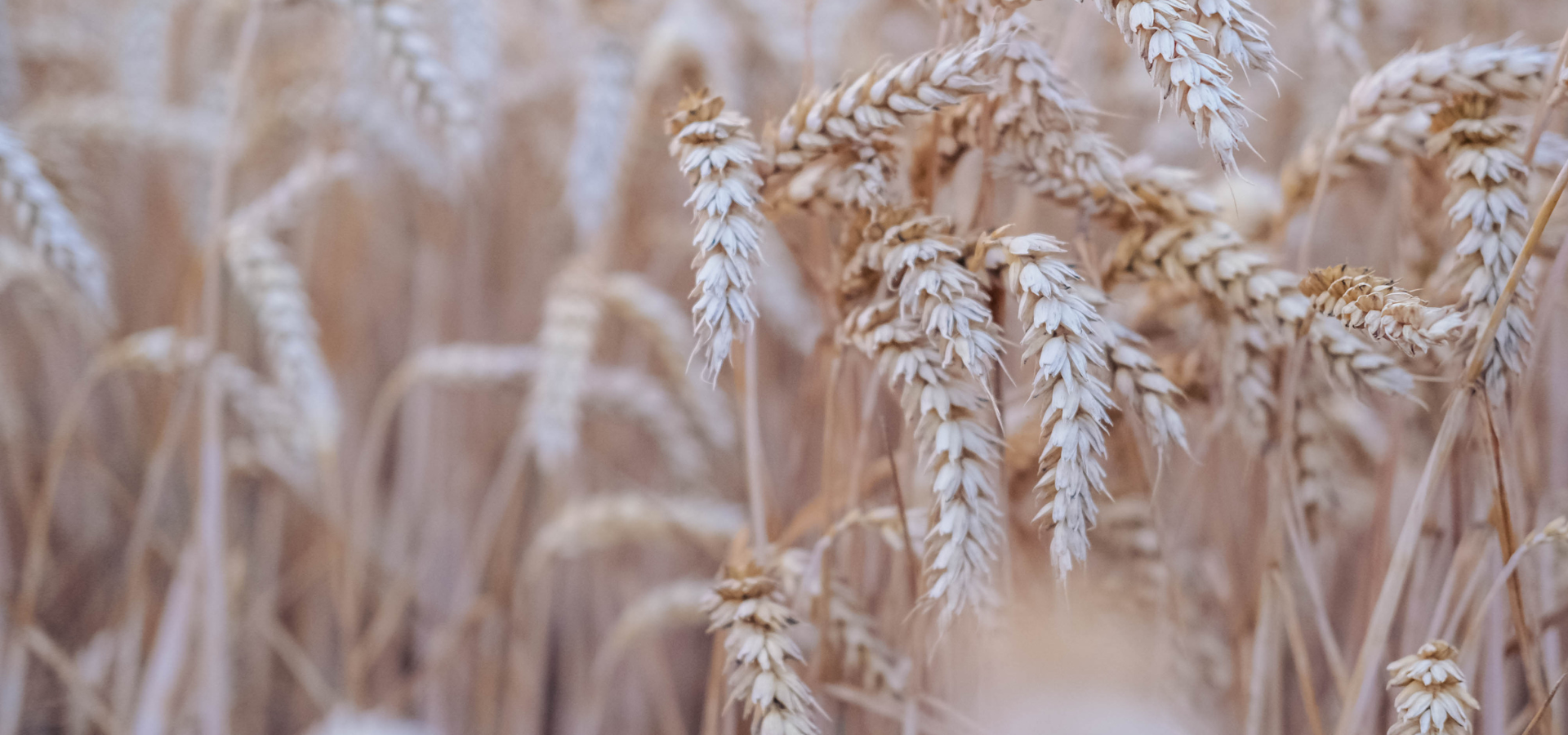 slider image 1621243260e1af0c20-0